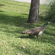 Picture 004